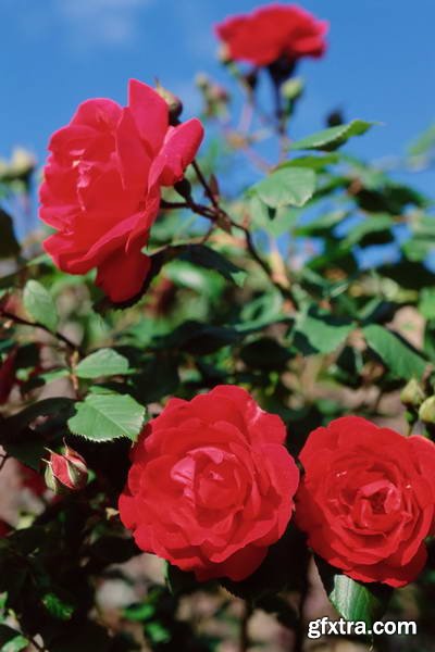 Image Source IS230 Joy of the Garden