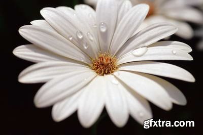 Image Source IS230 Joy of the Garden
