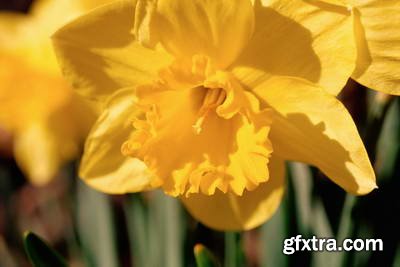Image Source IS230 Joy of the Garden