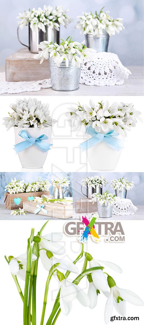 Stock photo - Snowdrops