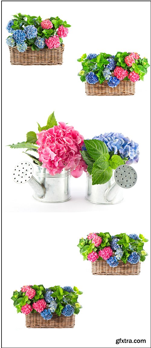 Beautiful Hydrangea - Stock photo