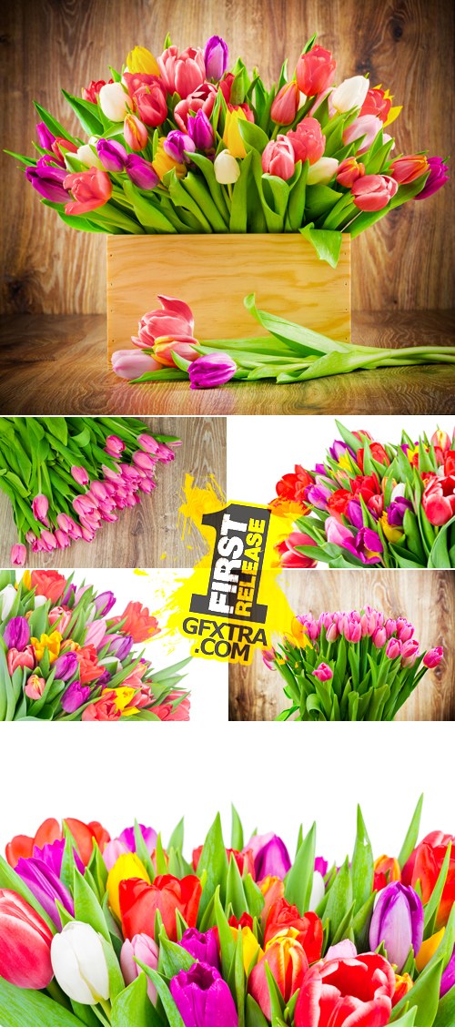 Stock Photo - Color Tulips 2