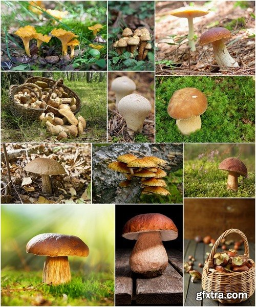 Edible Mushrooms - 25 HQ Jpg