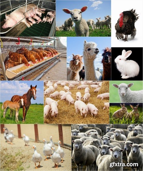 Farm animals - 25 HQ Jpg