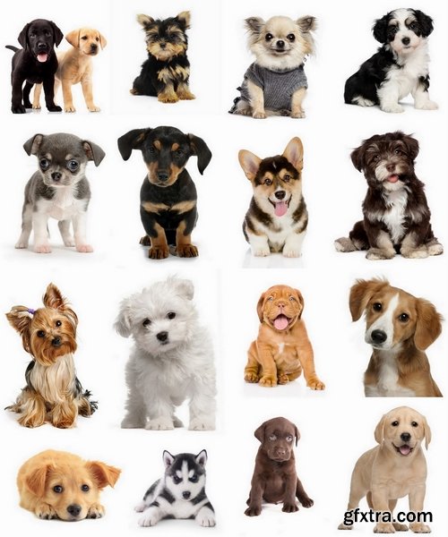 Cute puppies isoled - 25 HQ Jpg