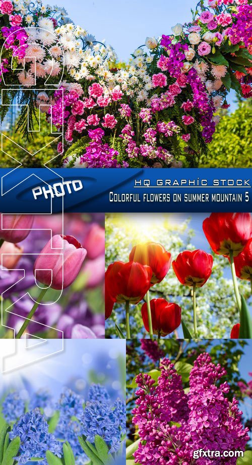 Stock Photo - Colorful flowers on summer mountain 5
