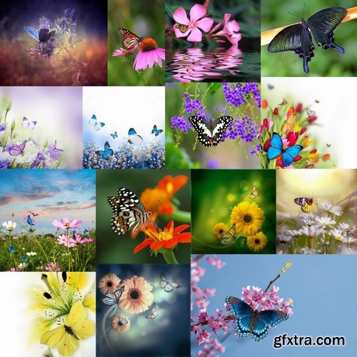 Nature with butterflies - 25 HQ Jpg