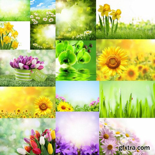 Flowers And Grass (backgrounds) - 25 HQ Images