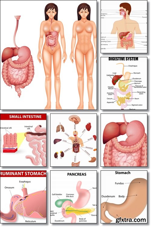 Health, human internal organs - Vectors