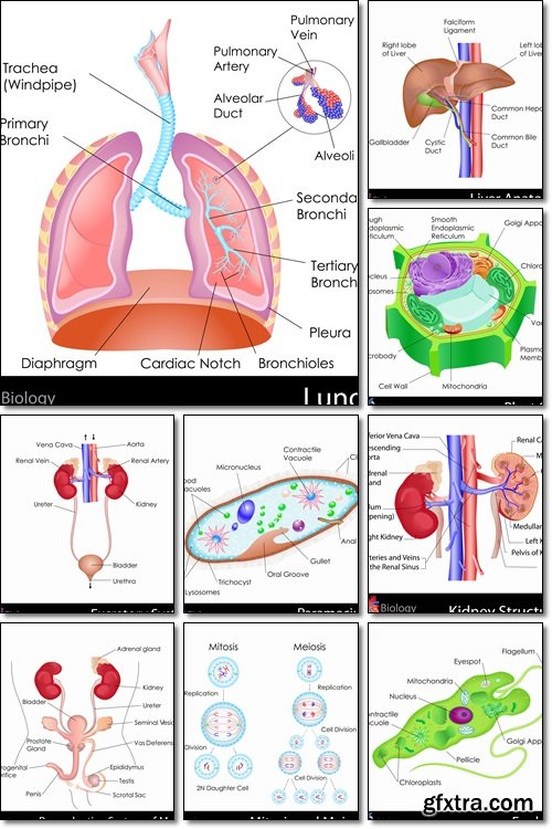 Medicine: Specific internal human organs - Vectors
