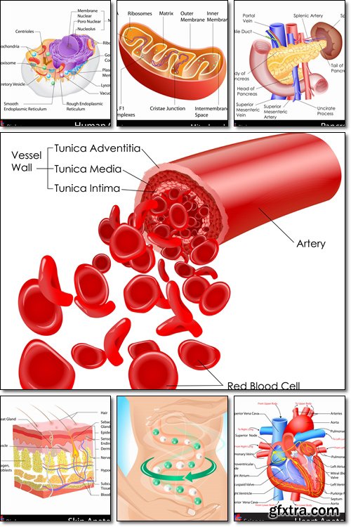 Anatomy of Human - Vector