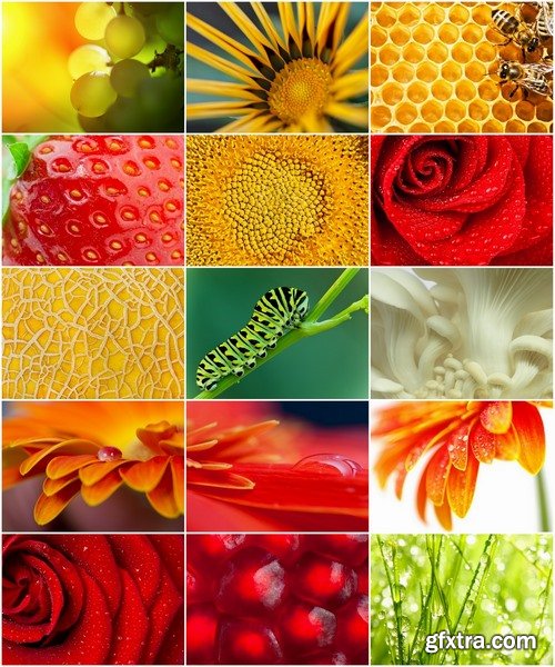 Nature Macro stock images - 25 HQ Jpg