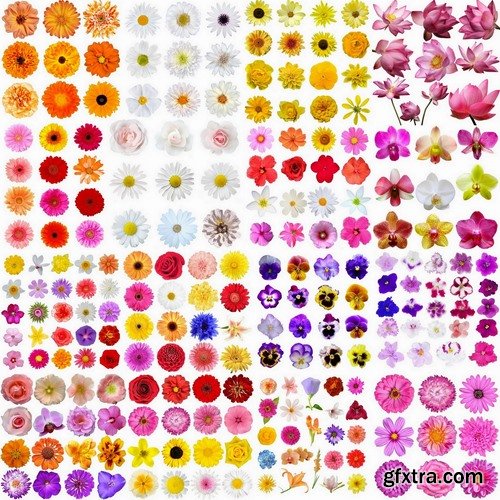 Set of flower buds isolated on white - 25 HQ Jpg