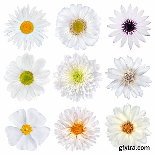 Set of flower buds isolated on white - 25 HQ Jpg