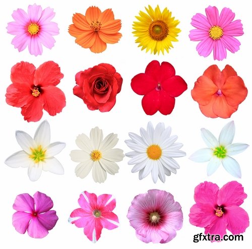 Set of flower buds isolated on white - 25 HQ Jpg