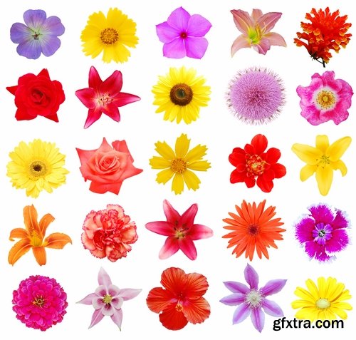 Set of flower buds isolated on white - 25 HQ Jpg