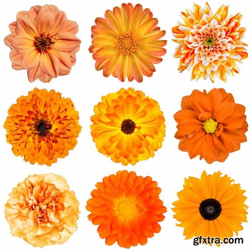 Set of flower buds isolated on white - 25 HQ Jpg