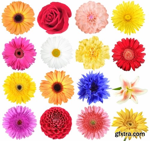Set of flower buds isolated on white - 25 HQ Jpg