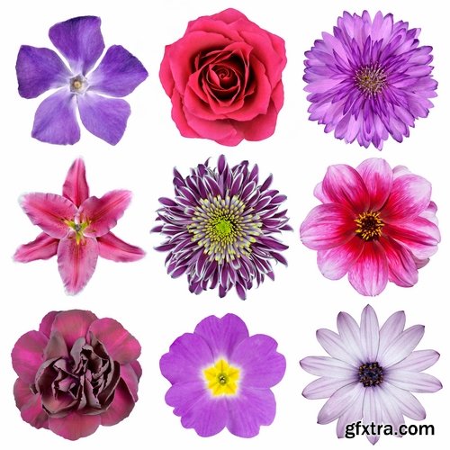 Set of flower buds isolated on white - 25 HQ Jpg