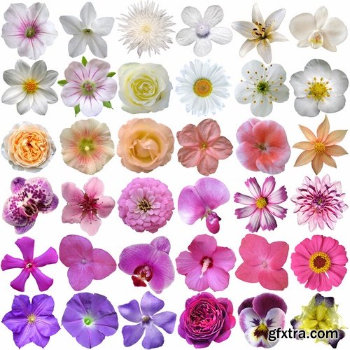 Set of flower buds isolated on white - 25 HQ Jpg