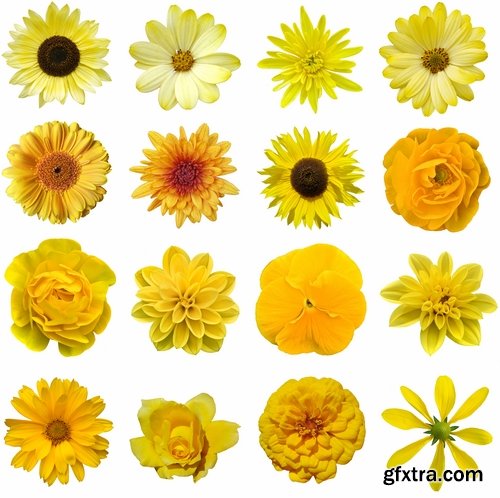 Set of flower buds isolated on white - 25 HQ Jpg