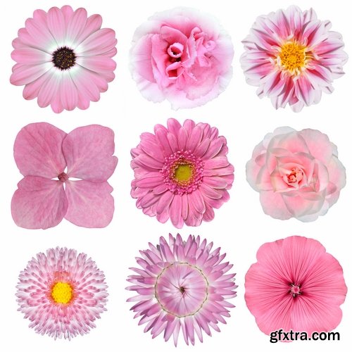 Set of flower buds isolated on white - 25 HQ Jpg