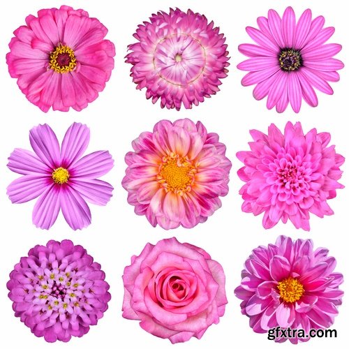 Set of flower buds isolated on white - 25 HQ Jpg