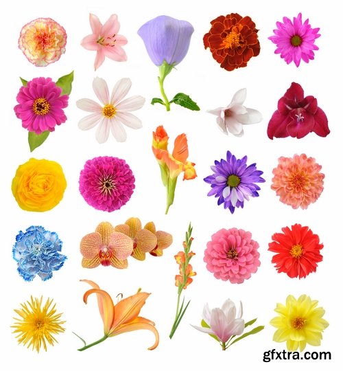 Set of flower buds isolated on white - 25 HQ Jpg