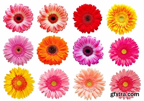 Set of flower buds isolated on white - 25 HQ Jpg
