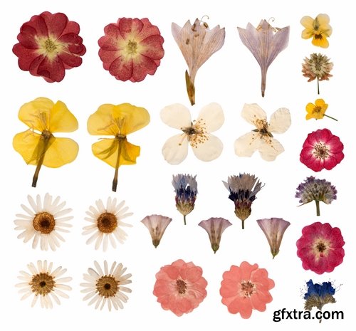 Set of flower buds isolated on white - 25 HQ Jpg