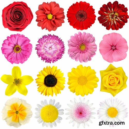 Set of flower buds isolated on white - 25 HQ Jpg