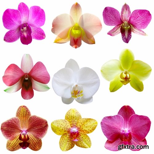 Set of flower buds isolated on white - 25 HQ Jpg