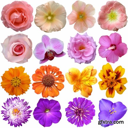 Set of flower buds isolated on white - 25 HQ Jpg