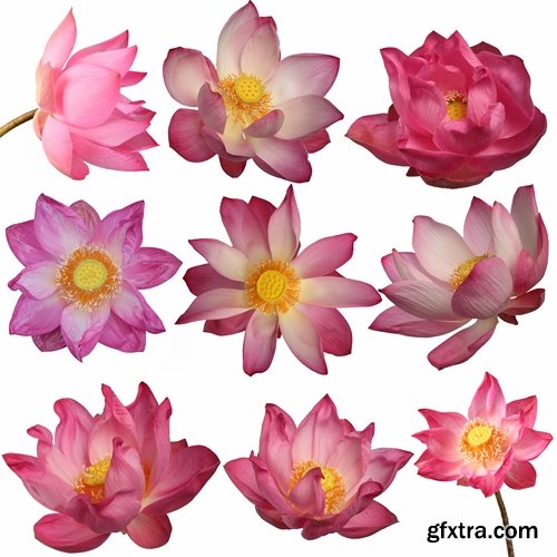 Set of flower buds isolated on white - 25 HQ Jpg