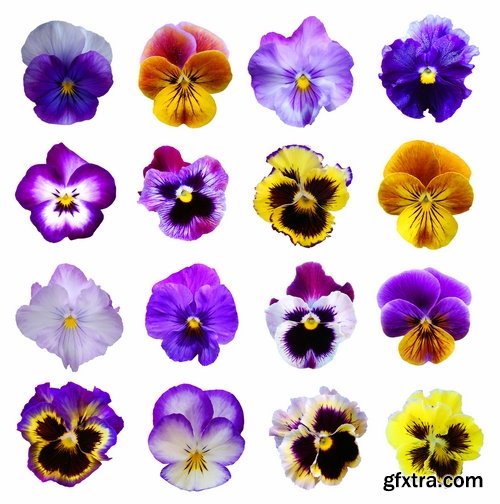 Set of flower buds isolated on white - 25 HQ Jpg