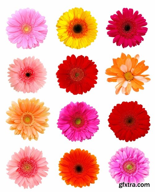 Set of flower buds isolated on white - 25 HQ Jpg