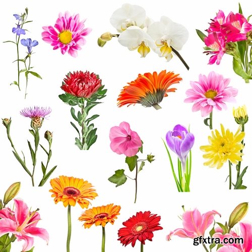 Set of flower buds isolated on white - 25 HQ Jpg