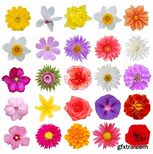 Set of flower buds isolated on white - 25 HQ Jpg