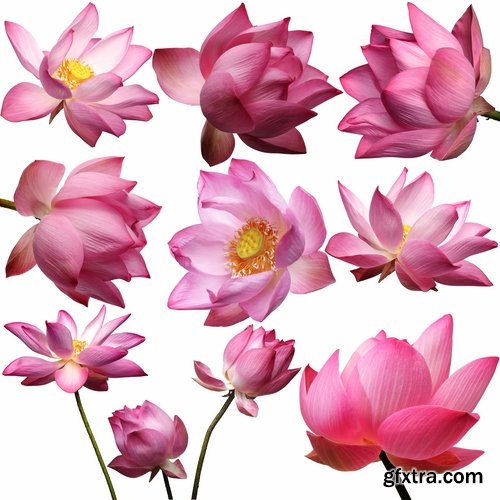 Set of flower buds isolated on white - 25 HQ Jpg