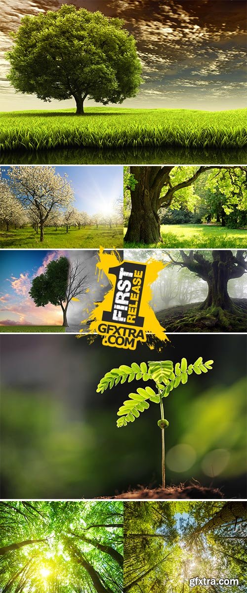 Stock Photo: In the Trees
