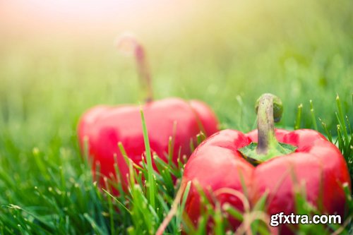 Stock Photo: In the Garden