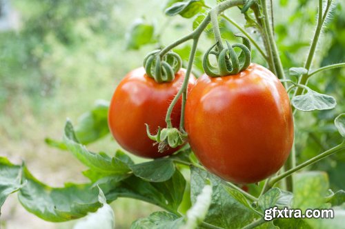 Stock Photo: In the Garden
