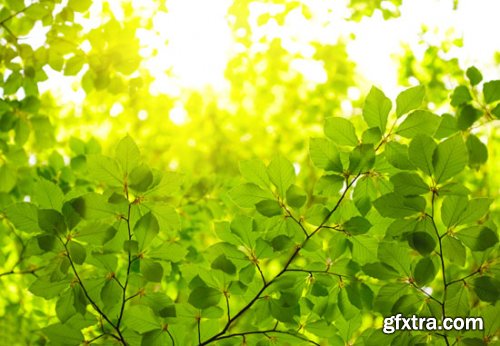 Stock Photo: In the Trees