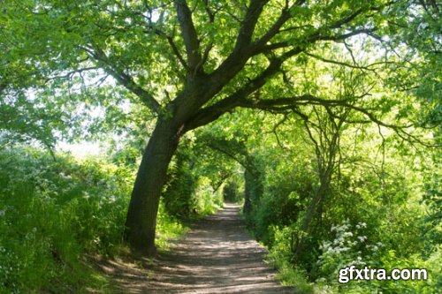 Stock Photo: In the Trees