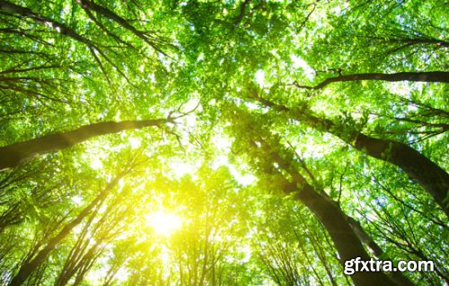 Stock Photo: In the Trees