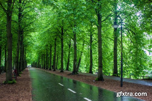 Stock Photo: In the Trees