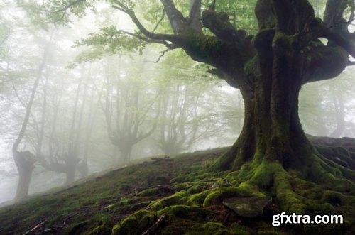Stock Photo: In the Trees