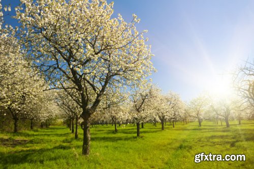 Stock Photo: In the Trees