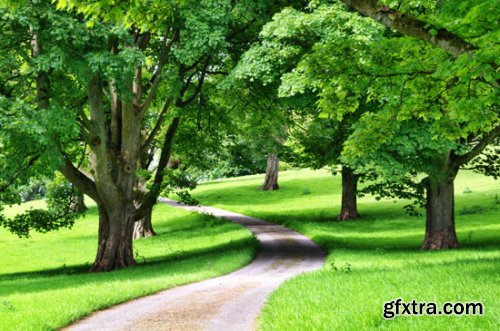 Stock Photo: In the Trees