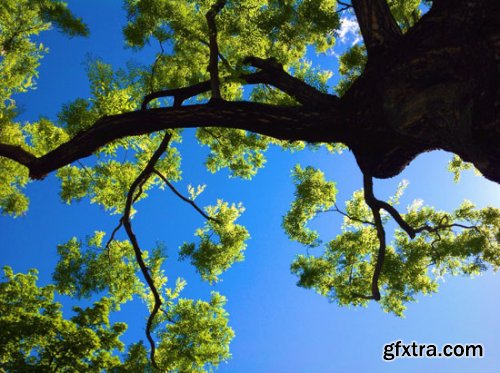 Stock Photo: In the Trees